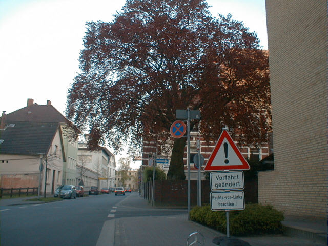 Rosen Ecke Schifferstraße